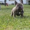 French bulldog adult male available