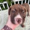 American Bullies looking for a forever home