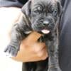 Import Bloodline Cane Corso Puppies LITTER B