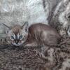 TICA Registered Bengal Kittens