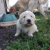 Maremma Sheepdog LSGD Puppies