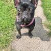 Female French bulldog