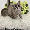 TICA Mink Ragdoll kittens