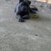 Cane corso male 950 bucks buy him today