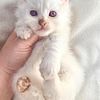 American Curl Kitten