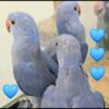 Violet ringneck babies