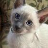 Siamese Kittens Ready Aug 1 2026