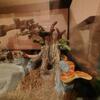 Rehoming Cornsnake 250$ or trade