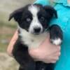 Butterfly- Akc Australian shepherd female