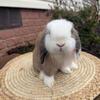 Pedigree Holland Lops