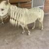 Very small 30 inch gelding for therapy mini horse