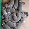 AKC Blue Great Danes - Ready for Mothers Day