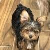 Yorkshire terrier puppies