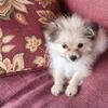 Yorkie/ pomeranian puppy