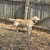 AKC registered male labrador for sale. Champion bloodlines!