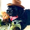 Cowboy - Beautiful Schnoodle (Schnauzer/Poodle mix) 