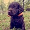 Boykin Spaniel Puppies