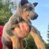 Blue Heeler Puppies Available For Adoption