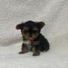 Yorkie/Poodle   - YorkiePoo, Adorable little ones.  FLORIDA I can hand deliver