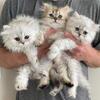 British longhair kittens
