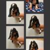 Basset hound puppies