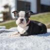 AKC Boston Terrier Puppies Available Now