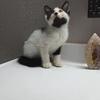 Himalayan sphynx