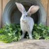 Flemish Giant Rabbits