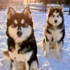 Two BEAUTIFUL 1 Year Old Husky Sisters in Need of New Home!