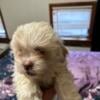 FREE Shih Tzu puppies