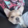 French bulldog PUPPY 7months old female 