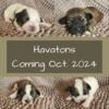 Havaton Puppies - Coming Soon