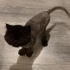 Black Female Persian