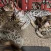 Rosette Spotted Bengal kittens
