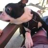 Boston terrier male