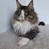 Male Maine Coon