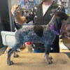 AKC Bluetick Coonhounds