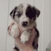 PURE BRED BORDER COLLIE PUPPIES WITH BLUE MERLE FOR SALE