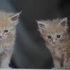 Maine coon kittens