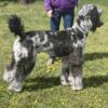 AKC Merle Standard Poodle- FOR STUD only