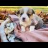 AKC Pembroke Welsh Corgi Puppies 