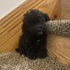REDUCED AKC TOY POODLE SMALL 1200 W/O 1500 With akc  3 MALE BLACK