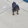 Akc registered doberman