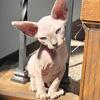 Sphynx kittens