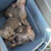 Fawn Doberman puppies