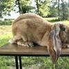 Georgie the velveteen lop