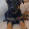 Purebred German shepherd puppies 