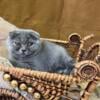 Beautiful little blue female Scottish Fold Kitten