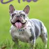 Frenchie pups due soon