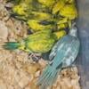 Babies Indian ringnecks